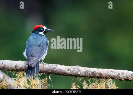 Acorn woodpecker (Melanerpes formicivorus), Male sitting on a branch in the mountain rainforest, Costa Rica, San Gerardo de Dota Stock Photo