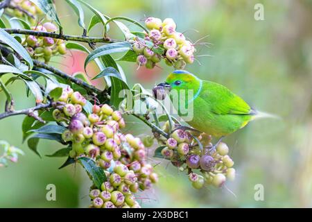 golden-browed chlorophonia (Chlorophonia callophrys), female sits in a bush and eats berries, Costa Rica, Los Quetzales National Park Stock Photo