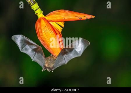 shrew-like long-tongued bat, Pallas' long-tongued bat (Glossophaga soricina), sucks nectar from banana blossom at night, Costa Rica, Boca Tapada Stock Photo