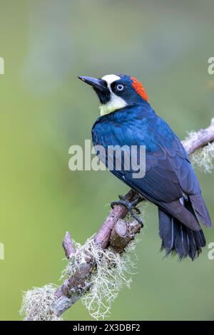 Acorn woodpecker (Melanerpes formicivorus), Male sitting on a branch in the mountain rainforest, Costa Rica, San Gerardo de Dota Stock Photo