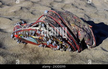 Washed out backpack bag to the shore of the Atlantic ocean in Gibraltar covered in sea shells Stock Photo