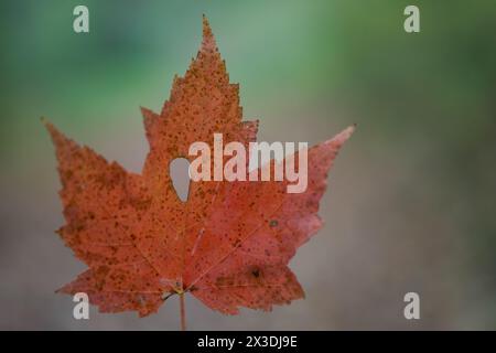 Autumn maple leaf with a hole in it Stock Photo