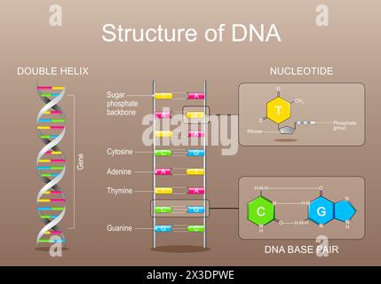 DNA structure. Nucleotide with Phosphate group, Ribose, Adenine, Thymine, Cytosine or Guanine. Close-up of DNA base pair. Gene, DNA and genome sequenc Stock Vector