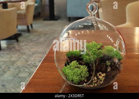 Close-up of a florarium of moss in a pendant glass bowl in the interior of a restaurant Stock Photo