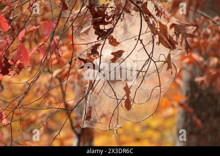 Virginia, U.S.A. Caterpillar nest on tree branches in autumn. Stock Photo