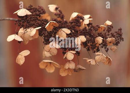 Virginia, U.S.A. Close-up of a dry Hydrangea bloom in wintertime. Stock Photo