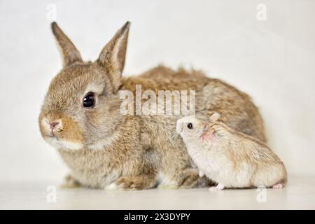 Fluffy pygmy rabbit and golden hamster Stock Photo - Alamy