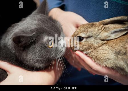 Close-up cat and rabbit in human arms. Stock Photo