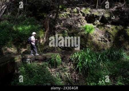 A woman hiker makes her way along the Levada Nova, on 20th April 2024, in Santa Antonio do Serra, Madeira, Portugal. 'Levadas' are waterway aquaduct irrigation systems unique to the Portuguese island of Madeira, stretching from town to town, delivering a highly-efficient irrigation supply to remote and urban communities, some created in the 16th century. Stock Photo