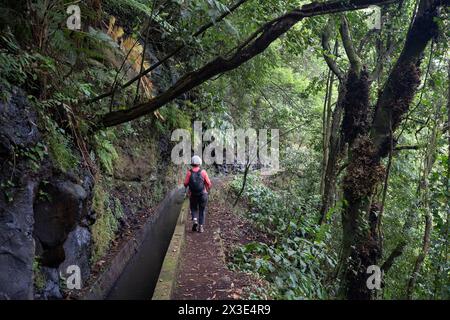 A woman hiker makes her way along the Levada Nova, on 20th April 2024, in Santa Antonio do Serra, Madeira, Portugal. 'Levadas' are waterway aquaduct irrigation systems unique to the Portuguese island of Madeira, stretching from town to town, delivering a highly-efficient irrigation supply to remote and urban communities, some created in the 16th century. Stock Photo