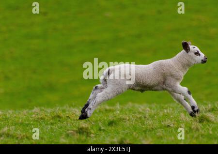 A lamb frolics in a field in the Annandale Valley near Moffat in Dumfries and Galloway, Scotland, UK Stock Photo