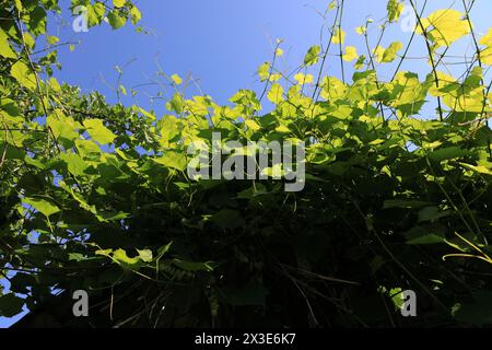 Dense vineyard thickets half in shade and half in sunlight Stock Photo
