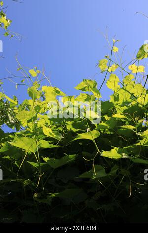 Green grape leaves illuminated by yellow sunlight vertical orientation Stock Photo