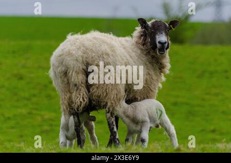 A lambs succle from their mother ewe in a field in the Annandale Valley near Moffat in Dumfries and Galloway, Scotland, UK Stock Photo