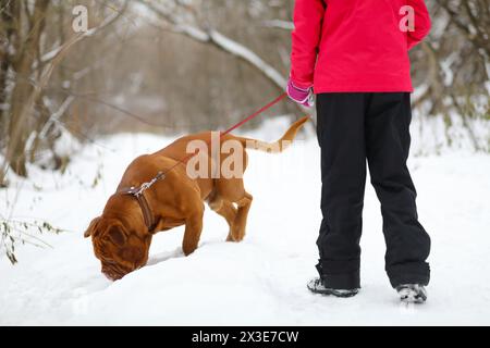 Girl plays with brown dog on snow at winter in park, back view, noface Stock Photo