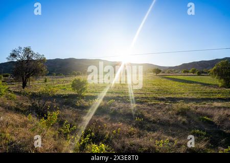 Sunlight Rays and Green Garden Stock Photo