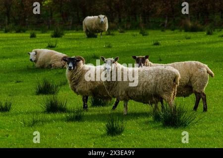 Ewes in a field during lambing season in the Annandale Valley near Moffat in Dumfries and Galloway, Scotland, UK Stock Photo