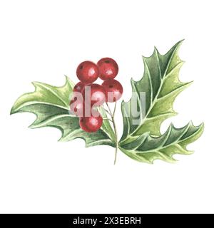 Holly with green leaves and red berries Winter Christmas traditional plants in vintage. Hand drawn watercolor illustration holiday design Isolated dra Stock Photo