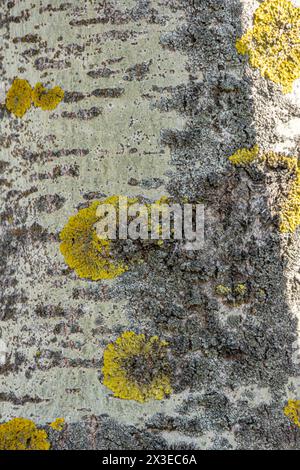 Close up photo Lichen Xanthoria polycarpa on old aspen tree, natural background. Stock Photo