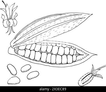 Cocoa beans vector illustration. Sketched hand drawn cocoa beans painted by black inks on isolated background in linear style. Stock Vector