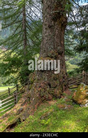 Ancient larches near Saint Gertraud, Ulten Valley, South Tyrol Stock Photo