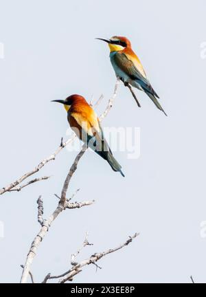 European Bee-eaters perched in a tree, Paphos, Cyprus Stock Photo