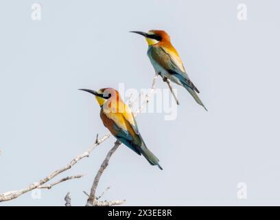 European Bee-eaters perched in a tree, Paphos, Cyprus Stock Photo