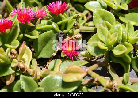 Aptenia cordifolia, Aptenia procede del griego apten, que significa 'sin alas', y cordifolia del latín cordis , que significa 'corazón' Stock Photo