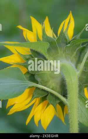 The details of a yellow sunflower bloom, Helianthus, seen from behind. Stock Photo