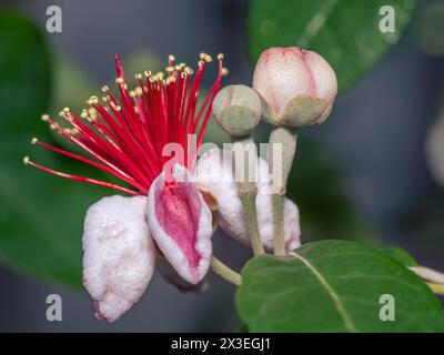 The exotic flower of the Pineapple Guava plant, Feijoa Sellowiana, growing in a subtropical garden. Stock Photo