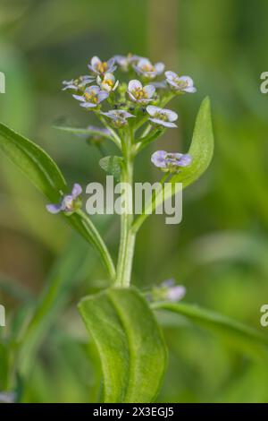 Macro image of a Sweet Alyssum, Lobularia Maritima, growing in a springtime garden. Stock Photo