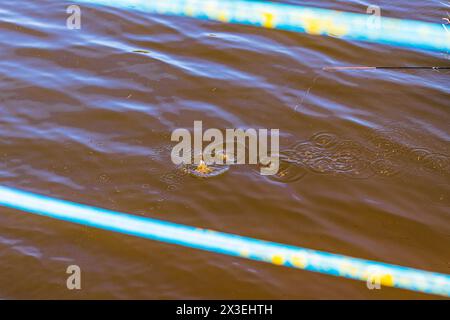 Concept shot of the fishing rod float in the pond Stock Photo
