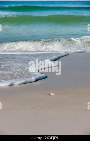 Seashells, partially buried in the sand, are washed by the gulf water on northern Florida beach at Topsail Hill Preserve State Park, Santa Rosa Beach Stock Photo