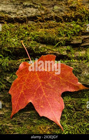 Sugar maple leaf rests on a moss-covered log in the autumn Wisconsin woods, within the Pike Lake Unit, Kettle Moraine State Forest, Hartford Stock Photo
