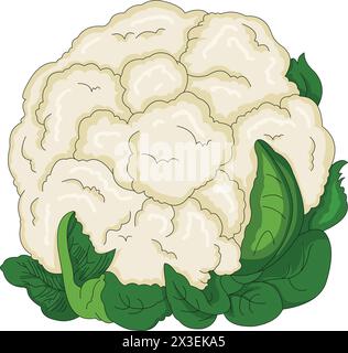 cauliflower vector illustration Stock Vector