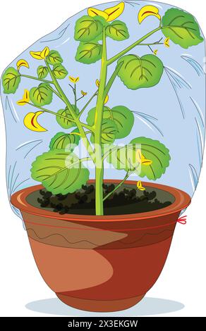 Covered plant in a pot vector illustration Stock Vector