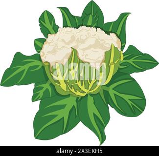 Cauliflower with leaves vector illustration Stock Vector