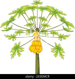 Papaya tree vector illustration Stock Vector