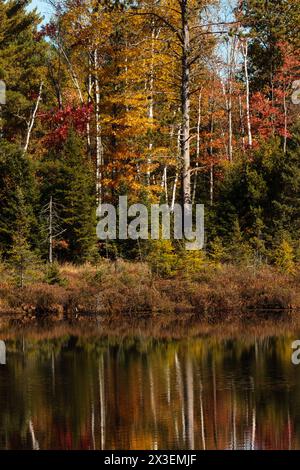 Mirror-image reflection of the colorful autumn shoreline of the bog lake in northern Wisconsin near Conover, Wisconsin in early October Stock Photo