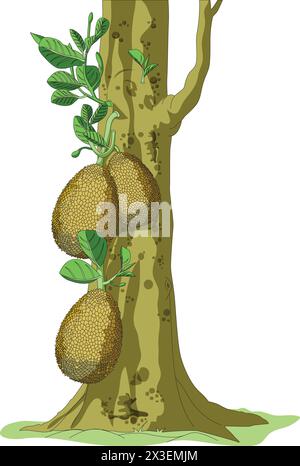 Jackfruit on tree vector illustration Stock Vector