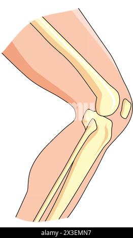 Joints vector illustration Stock Vector
