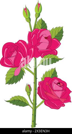 Rose vector illustration Stock Vector