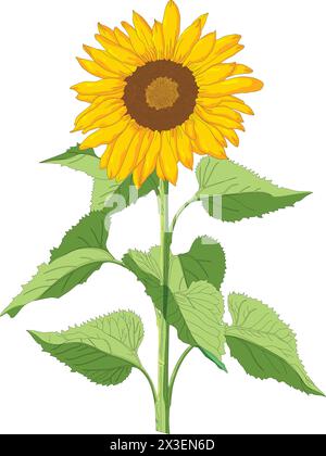 Sunflower vector illustration Stock Vector