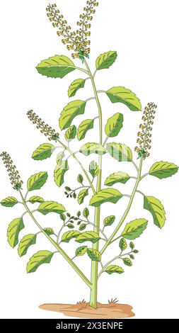 Plant vector illustration (2) Stock Vector