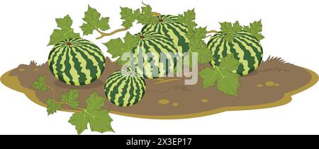 Watermelon plant vector illustration Stock Vector