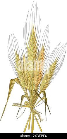 Wheat stalk vector illustration Stock Vector