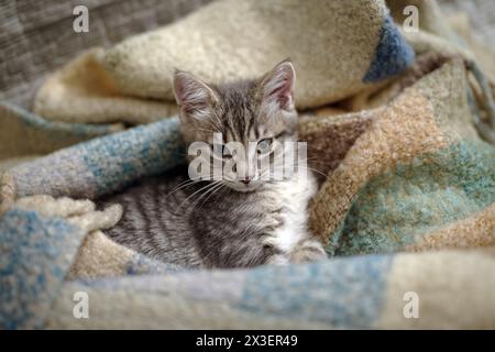 Kitten 3 months resting in its home Stock Photo