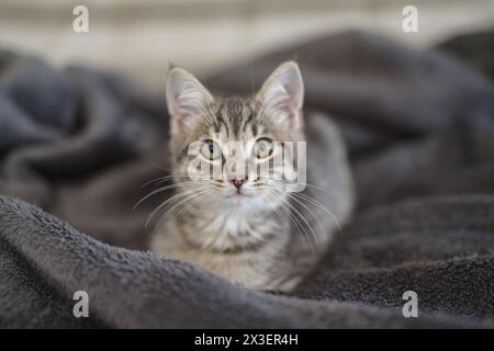 Kitten 3 months resting in its home Stock Photo