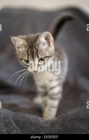 Kitten 3 months resting in its home Stock Photo