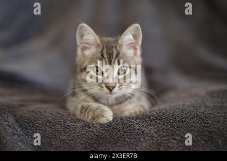 Kitten 3 months resting in its home Stock Photo